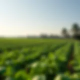 A serene agricultural landscape showcasing diverse crops under a clear sky